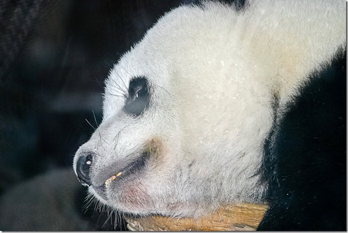 Пекінський зоопарк, гігантська панда
