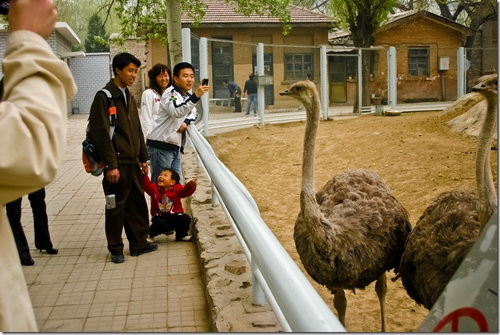 Пекінський зоопарк, страус