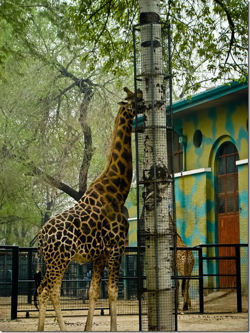 Пекінський зоопарк, жирафа