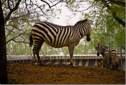 Пекінський зоопарк, зебра