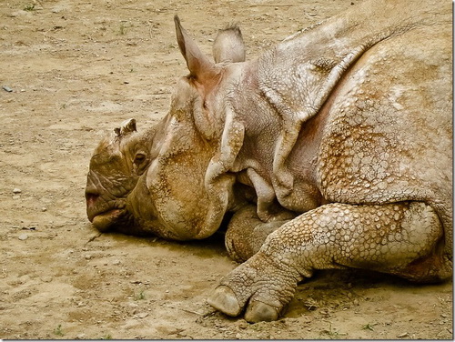Пекінський зоопарк, носоріг