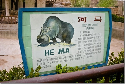 Пекінський зоопарк, бегемот