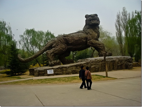 Пекінський зоопарк, острів з тиграми