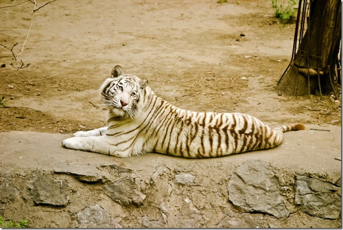 Пекінський зоопарк, амурський тигр