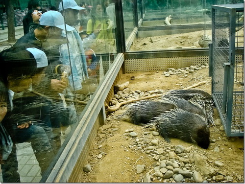 Пекінський зоопарк