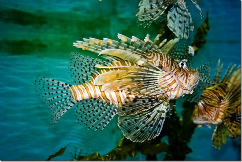 Океанаріум, тропічні риби