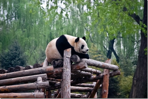 Пекінський зоопарк, панда